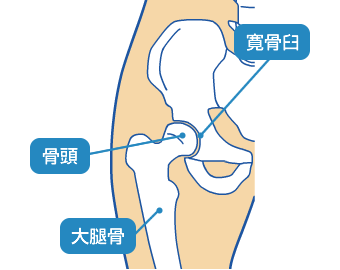 図:股関節のしくみ