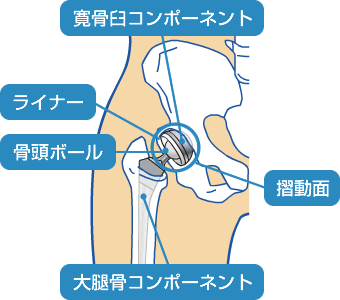 図:股関節のしくみ